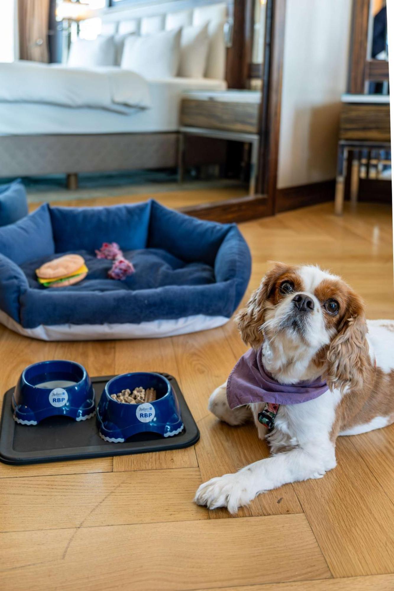 Radisson Blu Hotel Istanbul Pera Exterior photo A dog with a dog bed